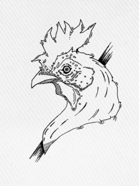 Wild rooster