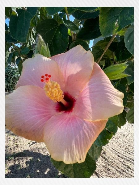 Hibiskus