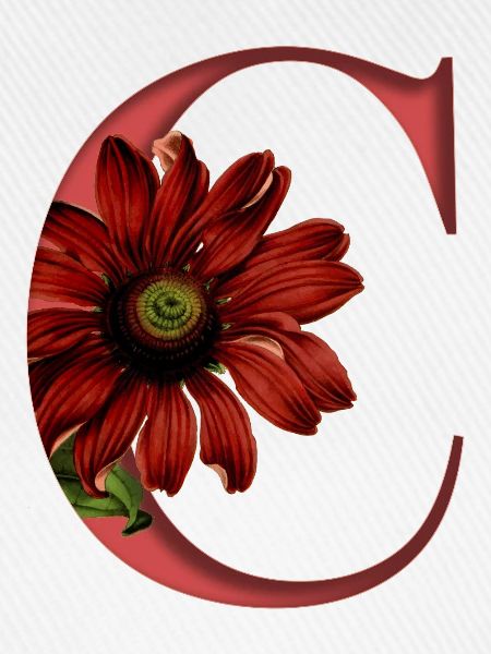 Alphabet, Buchstabe C, Echinacea