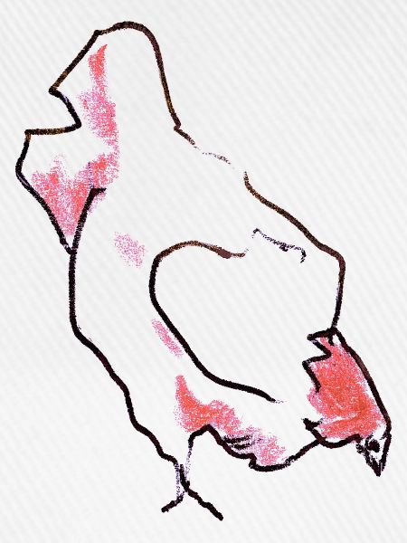 Huhn - Henne