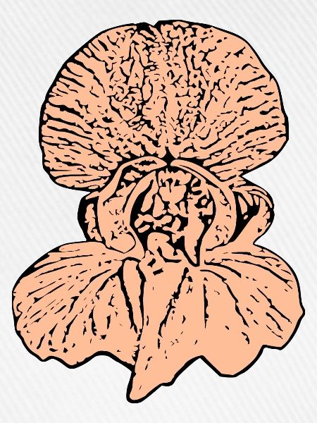 Orchidee rosa
