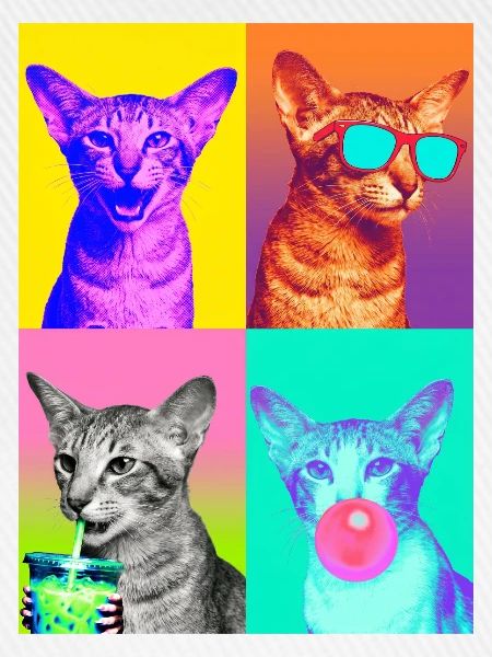 Katzen Orientalisch Kurzhaar Katze