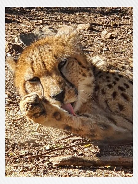 Gepard in seidigem Nap