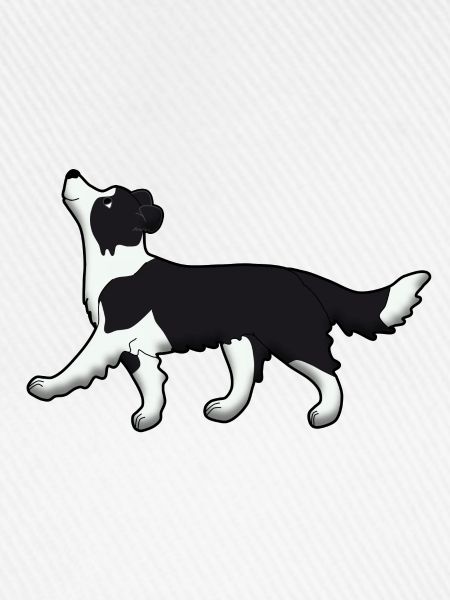 Obedience Border Collie