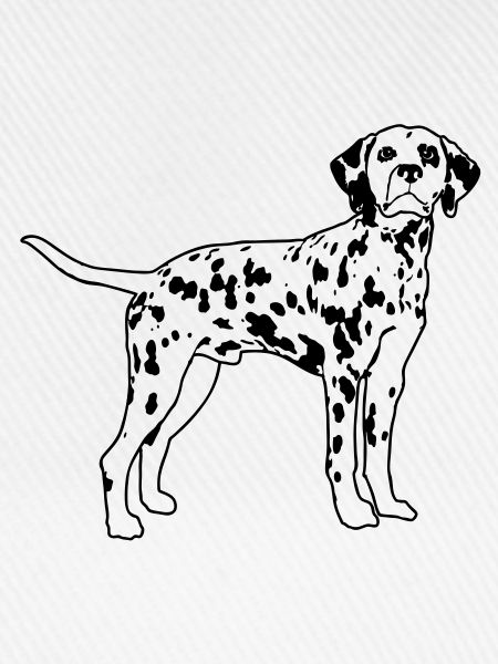 Dalmatian de