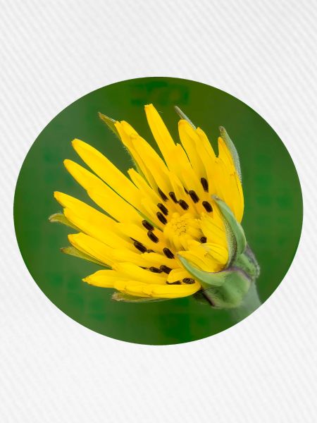 Blume