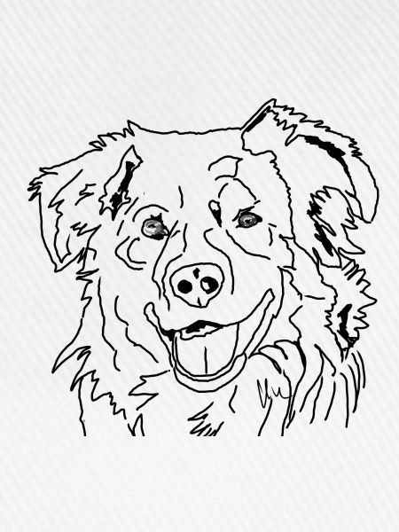 Australian Shepherd
