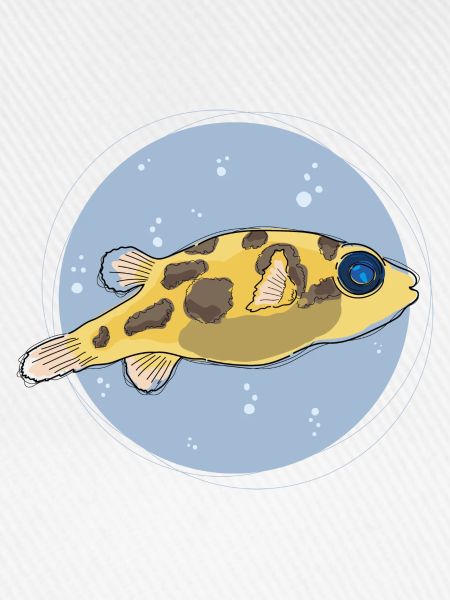 Pea Puffer ,puffer, kugelfisch