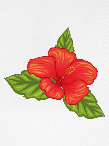 Hibiskusblüte