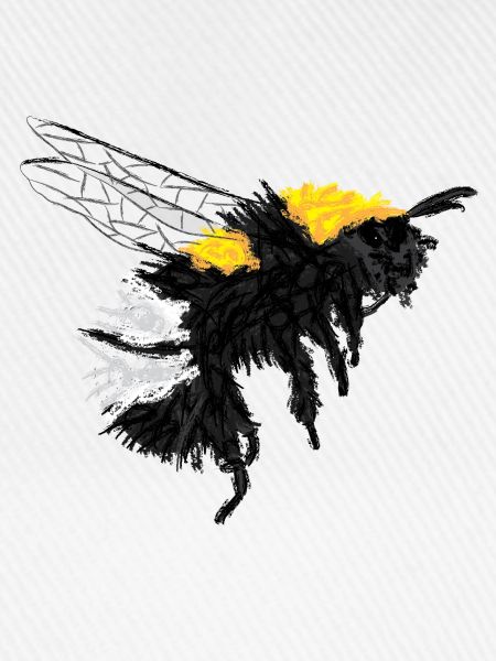 Hummel / Bumblebee Design I