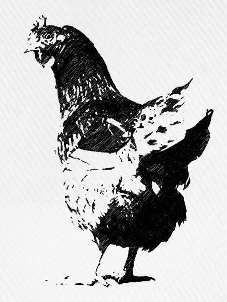 huhn