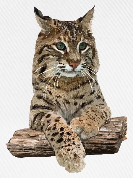 Luchs