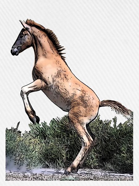 Junges Pferd