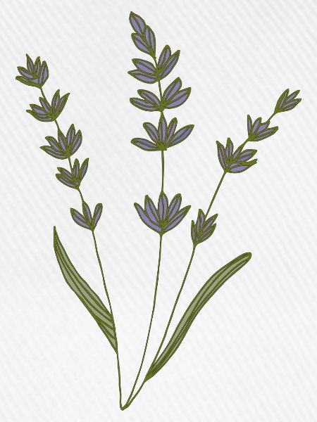lavendel