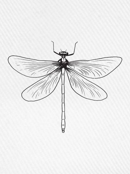 Libelle