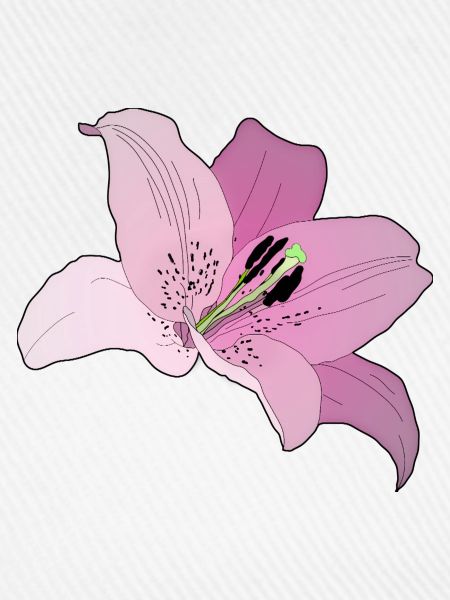 Rosa Orchidee