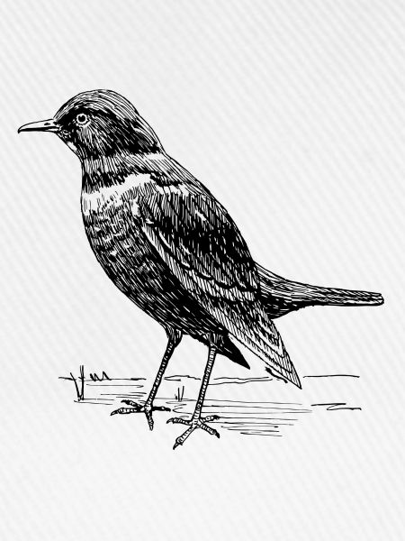 Amsel