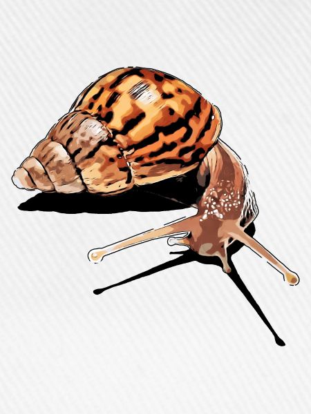 snail - schnecke
