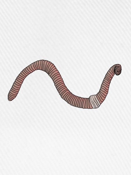 Regenwurm lombric