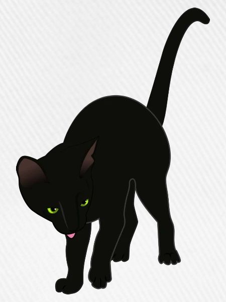 schwarze Katze