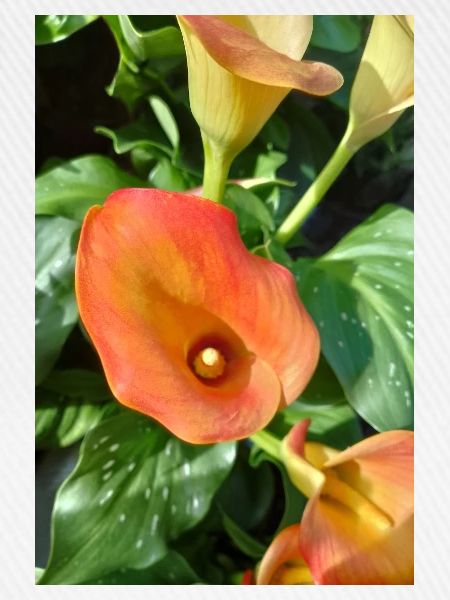 Orange Calla Blütenzauber