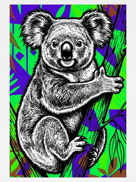 Koala
