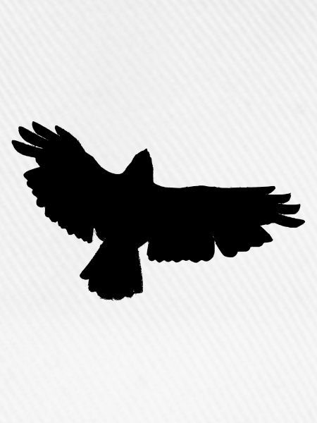 Raubvogel Design