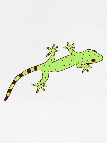 gestreifter Gecko