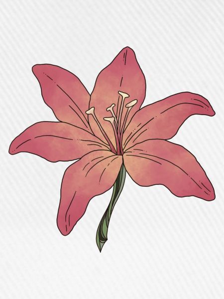 Lilie Blume