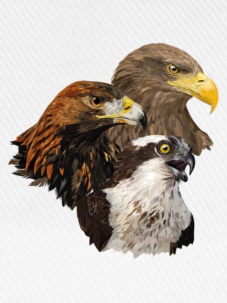 Raubvögel