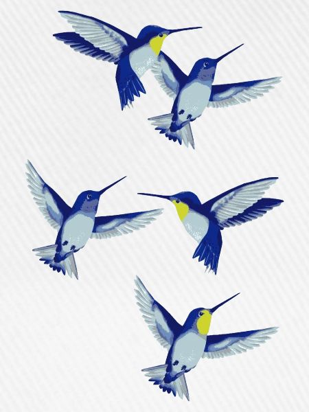 kolibri