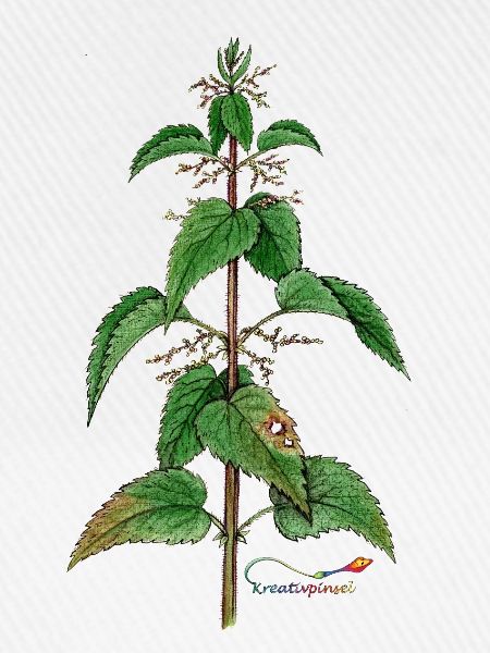 Brennnessel (Urtica dioica)