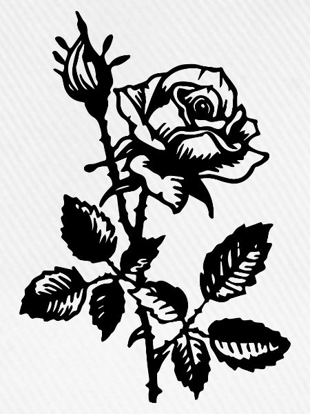 Rose Blume