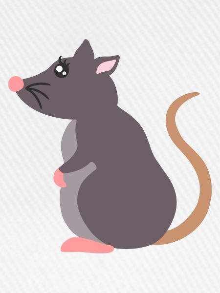 Ratte