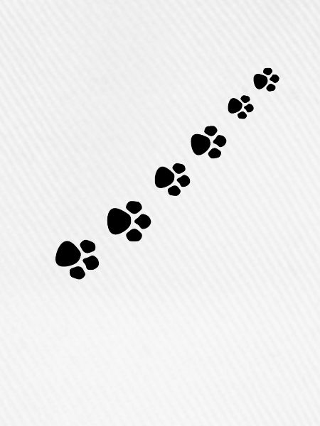 Katzenpfote