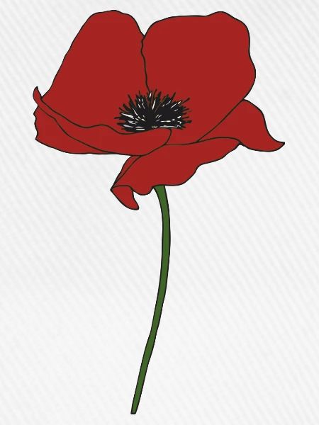 mohnblume