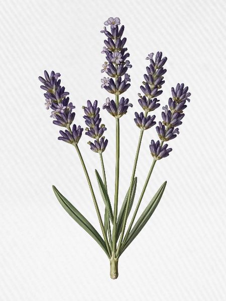 Lavendel-Botanische Gravur