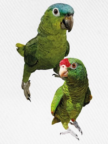 Papageien aus dem Amazonas
