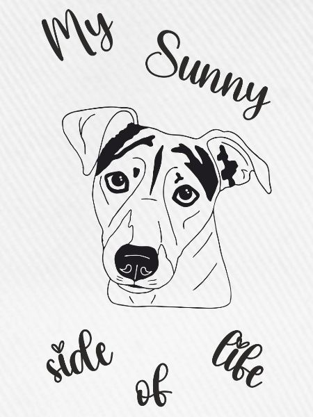 Jack Russell Terrier