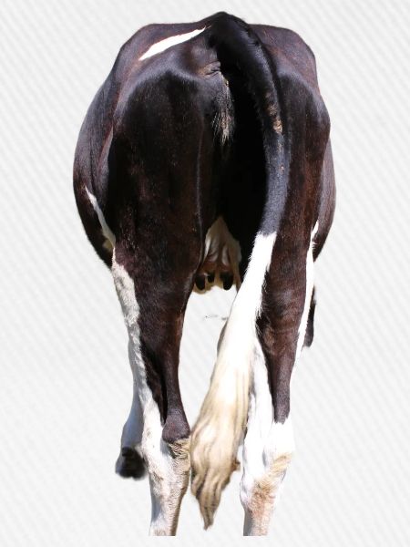 Vache