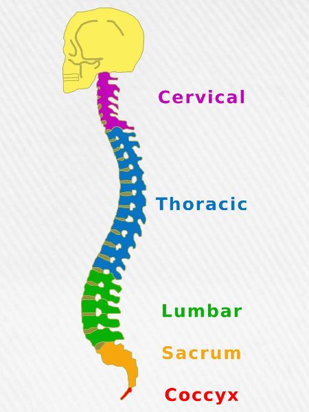 Wirbelsäule Spine Physio