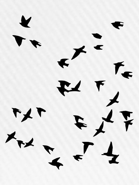 Vogel Schwarm Fliegen