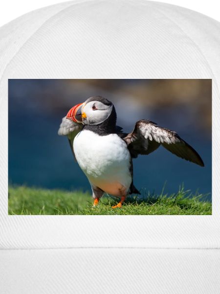 Papageientaucher