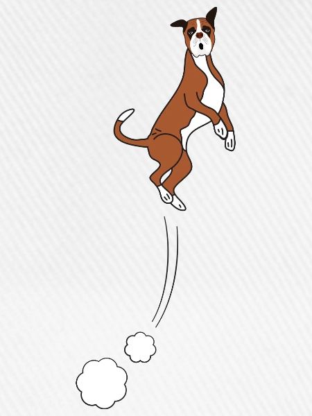 Boxer Hundesprünge