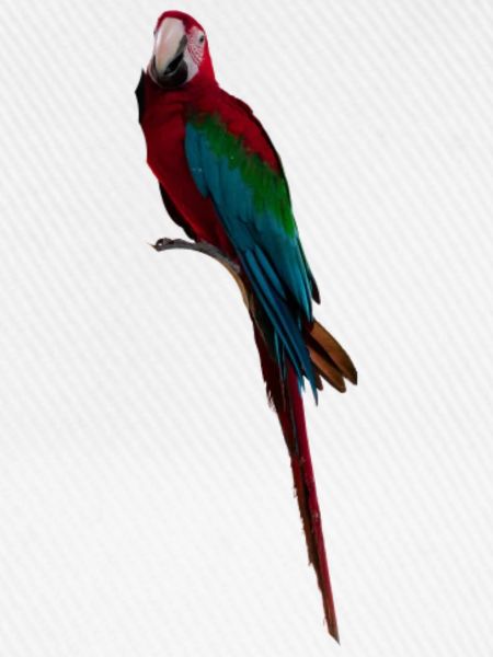 Ara Long Tail