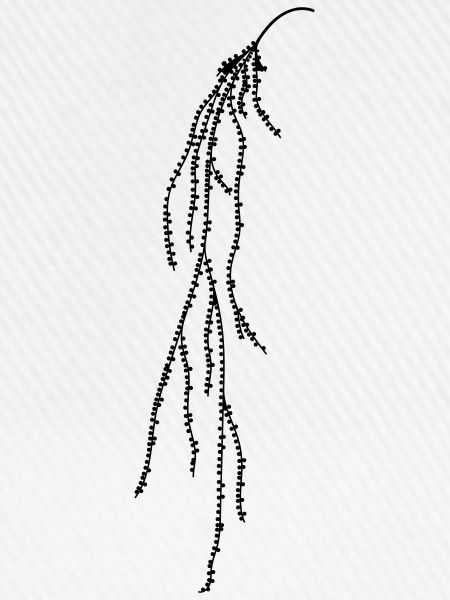 Hanging plant