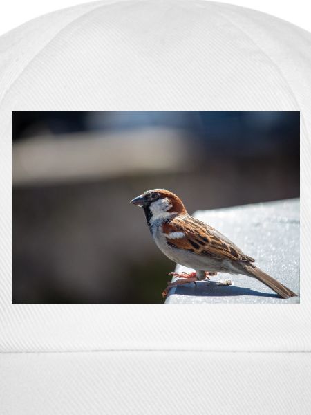 Vogel Spatz auf Beobachtung