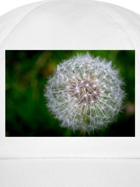 Pusteblume - Nahaufnahme