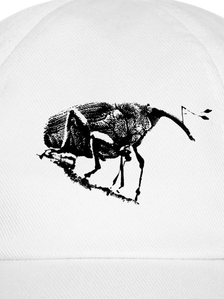 Eichelbohrer / Weevil / Insekt