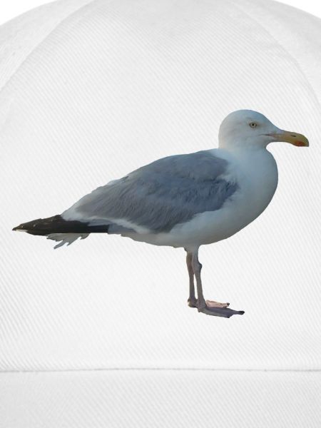 Möwe
